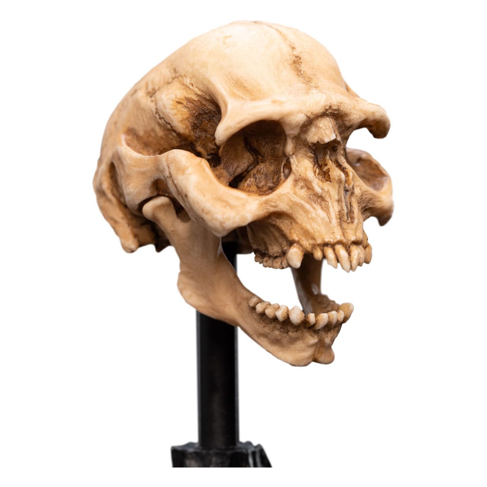 Lord of the Rings - Mini Statue - Skull of a Moria Orc