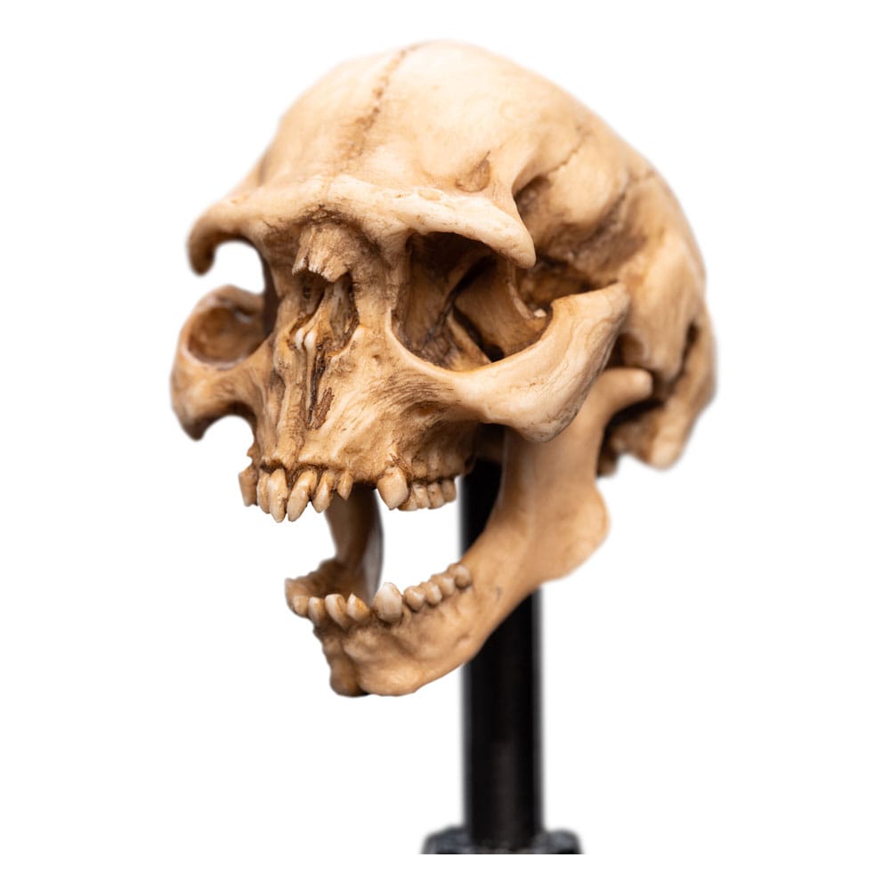Lord of the Rings - Mini Statue - Skull of a Moria Orc