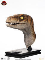 Jurassic Park - Life-Size Bust - Male Velociraptor 75 cm