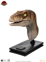 Jurassic Park - Life-Size Bust - Male Velociraptor 75 cm