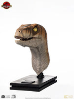 Jurassic Park - Life-Size Bust - Male Velociraptor 75 cm