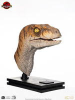 Jurassic Park - Life-Size Bust - Male Velociraptor 75 cm