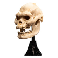 Lord of the Rings - Mini Statue - Skull of Lurtz