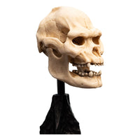 Lord of the Rings - Mini Statue - Skull of Lurtz