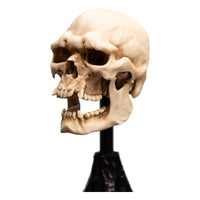 Lord of the Rings - Mini Statue - Skull of a Mordor Orc