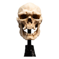 Lord of the Rings - Mini Statue - Skull of a Mordor Orc